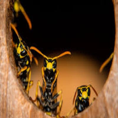 Απολύμανση μυρμηγκιών - σφήκες στην Αθήνα με φθηνές τιμές