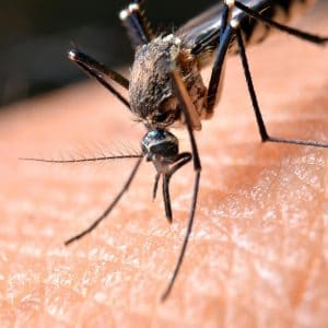 Απεντόμωση - απεντομώσεις - Ψεκασμός για κουνούπια με φθηνές τιμές στην Αθήνα