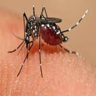 Απολύμανση για ψύλλους - απεντόμωση για ψύλλους δείτε κουνούπια