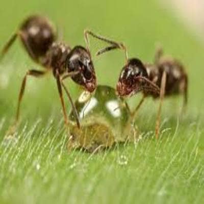 Απολύμανση για ψύλλους - απεντόμωση για ψύλλους δείτε μυρμήγκια