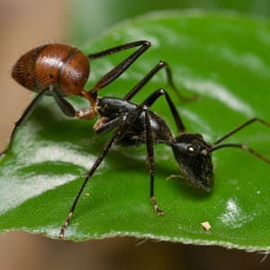 Απολύμανση για σφήκες - απεντόμωση για σφήκες - δείτε μυρμήγκια