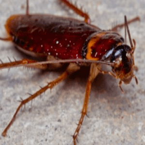 Ψεκασμός πολυκατοικιών - απολύμανση πολυκατοικίας για κατσαρίδες